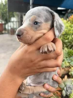 Louie Blue dapple dachshund, a male Miniature Dachshund for sale in El Cajon, CA – 3 of 6