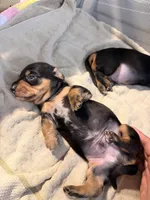 Owen black dapple smooth boy, a male Miniature Dachshund for sale in El Cajon, CA – 10 of 10