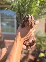 Maple Chocolate dapple  , a female Miniature Dachshund for sale in El Cajon, CA – 7 of 8