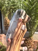 Sprinkles Isabella dapple smooth girl, a female Miniature Dachshund for sale in El Cajon, CA – 3 of 7