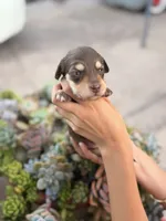 Marley Long hair chocolate  and cream girl, a female Miniature Dachshund for sale in El Cajon, CA – 3 of 9
