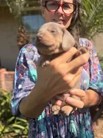 Valentine Isabella and tan smooth boy, a male Miniature Dachshund for sale in El Cajon, CA – 5 of 6