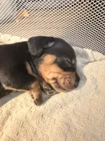 Ace    Black and tan smooth boy, a male Miniature Dachshund for sale in El Cajon, CA – 3 of 7