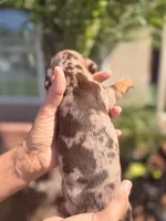 Maple Chocolate dapple  , a female Miniature Dachshund for sale in El Cajon, CA – 5 of 8