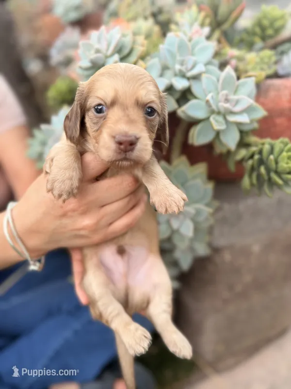 Bruce Shaded cream longhaired boy – Miniature Dachshund puppy for sale in El Cajon, CA