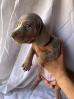 Kelly Isabella and tan smooth girl, a female Miniature Dachshund for sale in El Cajon, CA – 7 of 8