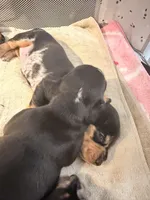 Owen black dapple smooth boy, a male Miniature Dachshund for sale in El Cajon, CA – 4 of 10