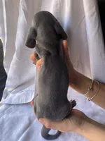 Bruno Blue and tan smooth dachshund boy, a male Miniature Dachshund for sale in El Cajon, CA – 7 of 7