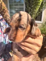 Maple Chocolate dapple  , a female Miniature Dachshund for sale in El Cajon, CA – 8 of 8