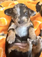 Lucy black dapple longhaired girl, a female Miniature Dachshund for sale in El Cajon, CA – 2 of 6