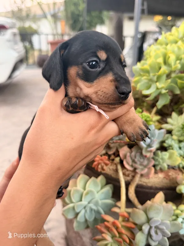 Candy black and tan girl smooth – Miniature Dachshund puppy for sale in El Cajon, CA