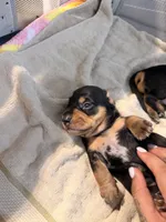 Owen black dapple smooth boy, a male Miniature Dachshund for sale in El Cajon, CA – 9 of 10