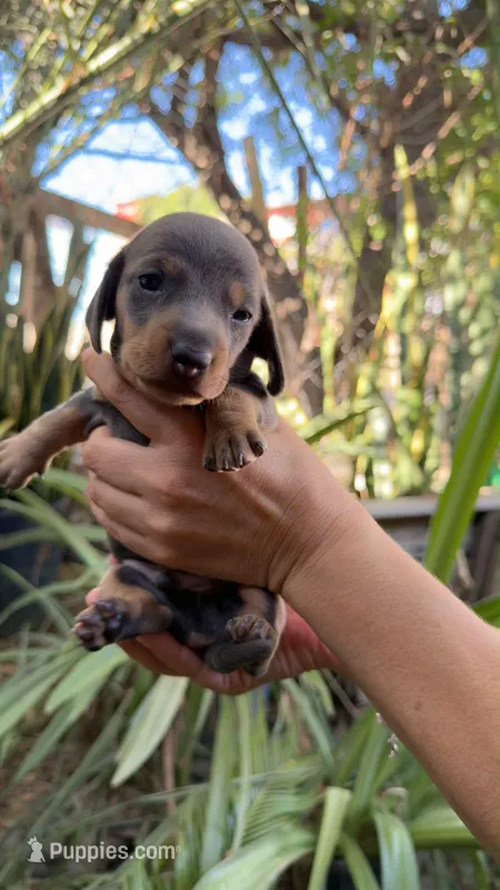 Blue dachshund Jorge  – Miniature Dachshund puppy for sale in El Cajon, CA