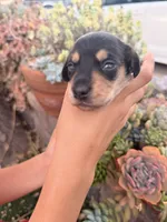 Slinky black and tan boy, a male Miniature Dachshund for sale in El Cajon, CA – 1 of 6