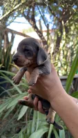 Isabella girl, a female Miniature Dachshund for sale in El Cajon, CA – 5 of 5