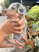 Louie Blue dapple dachshund, a male Miniature Dachshund for sale in El Cajon, CA – 2 of 6