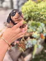 Dutchess black and tan smooth girl, a female Miniature Dachshund for sale in El Cajon, CA – 2 of 8