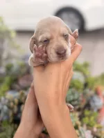 Bella Rue Smooth  cream girl, a female Miniature Dachshund for sale in El Cajon, CA – 6 of 7