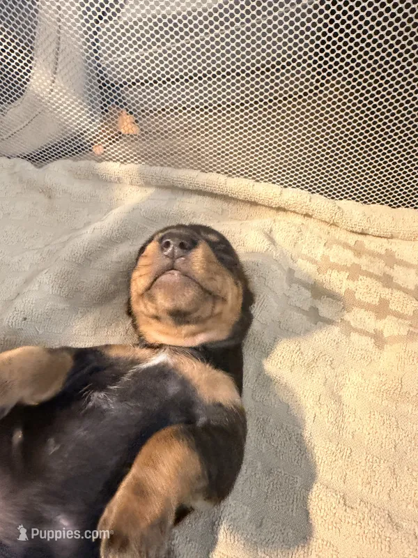 Ace    Black and tan smooth boy – Miniature Dachshund puppy for sale in El Cajon, CA