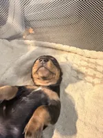Ace    Black and tan smooth boy, a male Miniature Dachshund for sale in El Cajon, CA – 1 of 7