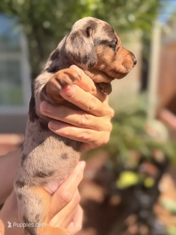 Maple Chocolate dapple   – Miniature Dachshund puppy for sale in El Cajon, CA