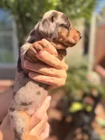 Maple Chocolate dapple  , a female Miniature Dachshund for sale in El Cajon, CA – 1 of 8