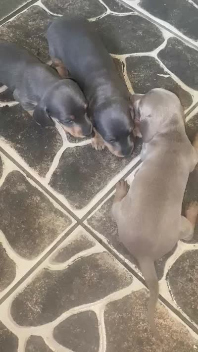 Blue dachshund Jorge , a male Miniature Dachshund for sale in El Cajon, CA – 4 of 4
