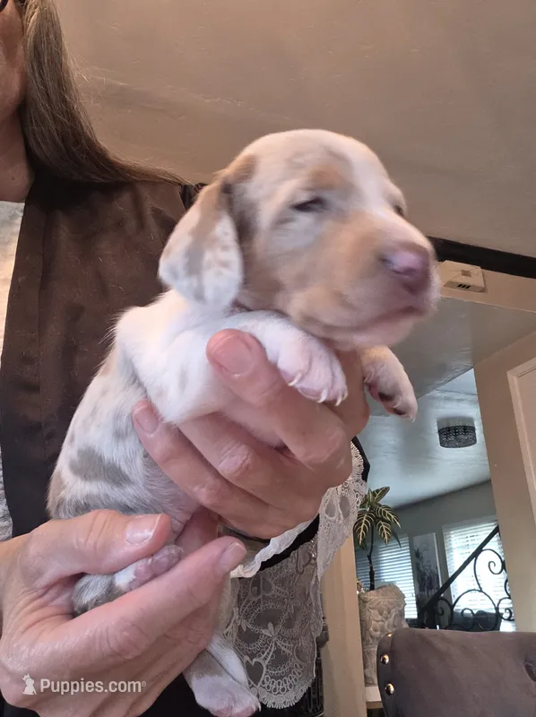 Sprinkles Isabella dapple smooth girl – Miniature Dachshund puppy for sale in El Cajon, CA