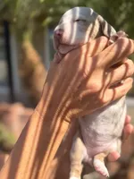 Sprinkles Isabella dapple smooth girl, a female Miniature Dachshund for sale in El Cajon, CA – 4 of 7