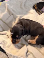 Owen black dapple smooth boy, a male Miniature Dachshund for sale in El Cajon, CA – 6 of 10