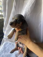 Bruno Blue and tan smooth dachshund boy, a male Miniature Dachshund for sale in El Cajon, CA – 5 of 7