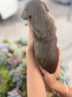 Marley Long hair chocolate  and cream girl, a female Miniature Dachshund for sale in El Cajon, CA – 2 of 9