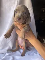 Kelly Isabella and tan smooth girl, a female Miniature Dachshund for sale in El Cajon, CA – 8 of 8