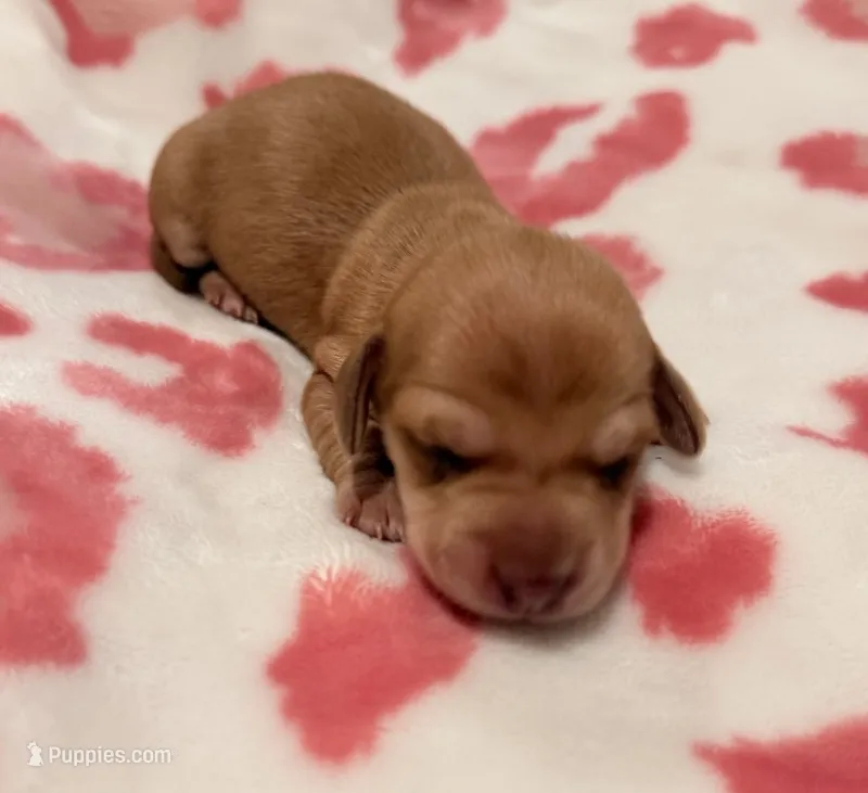 Long hair cream- Bella Rue – Miniature Dachshund puppy for sale in El Cajon, CA