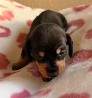 Black and tan female 2, a female Miniature Dachshund for sale in El Cajon, CA – 2 of 3