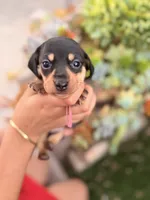 Dutchess black and tan smooth girl, a female Miniature Dachshund for sale in El Cajon, CA – 4 of 8