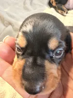 Owen black dapple smooth boy, a male Miniature Dachshund for sale in El Cajon, CA – 2 of 10