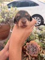 Prince Caspian- Chocolate and  tan longhaired boy, a male Miniature Dachshund for sale in El Cajon, CA – 2 of 7