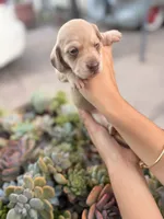 Bella Rue Smooth  cream girl, a female Miniature Dachshund for sale in El Cajon, CA – 2 of 7