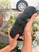 Slinky black and tan boy, a male Miniature Dachshund for sale in El Cajon, CA – 6 of 6