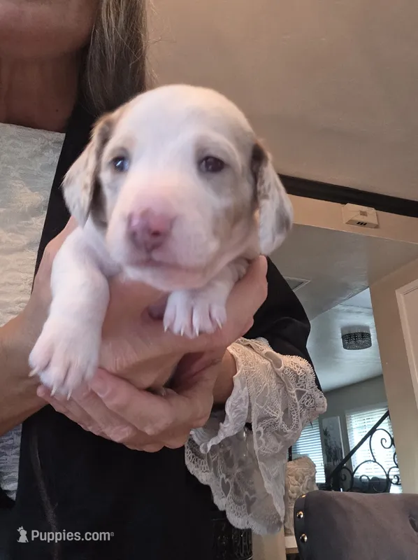 Bruce ween the Isabella dapple – Miniature Dachshund puppy for sale in El Cajon, CA