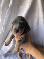 George Blue and tan smooth boy dachshund, a male Miniature Dachshund for sale in El Cajon, CA – 7 of 8