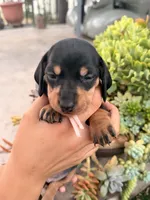 Dutchess black and tan smooth girl, a female Miniature Dachshund for sale in El Cajon, CA – 8 of 8