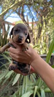 Blue dachshund boy , a male Miniature Dachshund for sale in El Cajon, CA – 3 of 3