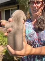 Valentine Isabella and tan smooth boy, a male Miniature Dachshund for sale in El Cajon, CA – 6 of 6