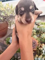 Charlie-Chocolate and cream smooth boy, a male Miniature Dachshund for sale in El Cajon, CA – 5 of 7