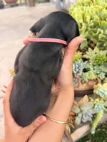Dutchess black and tan smooth girl, a female Miniature Dachshund for sale in El Cajon, CA – 6 of 8
