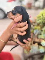 Dutchess black and tan smooth girl, a female Miniature Dachshund for sale in El Cajon, CA – 3 of 8