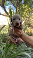 Isabella girl, a female Miniature Dachshund for sale in El Cajon, CA – 3 of 5