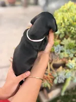 Candy black and tan girl smooth, a female Miniature Dachshund for sale in El Cajon, CA – 4 of 7
